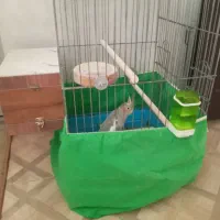 عروس هلندی ماده|پرنده|پاکدشت, پاکدشت (مامازند)|دیوار