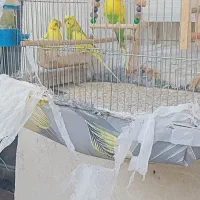 مرغ عشق