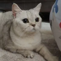 گربه ماده بریتیش سیلور