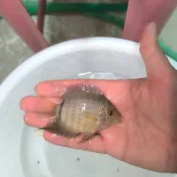 فروش ماهی اسکار و سورم|ماهی|مشهد, انقلاب|دیوار