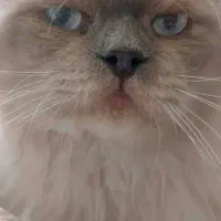 گربه هیمالین|گربه|ارومیه, |دیوار