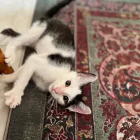 واگذاری رایگان گربه دو ماهه