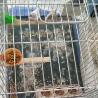 فنچ نروماده نژاد دار مولد معاوضه باگلبسرفنچ نرگسی