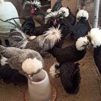 جوجه ۶ روزه نژاد لهستانی و لوهمن