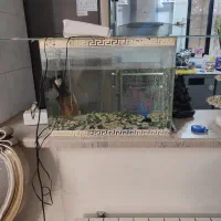 آکواریوم شیشه خم مفت
