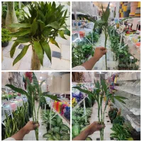 گل بامبو رومیزی سبز بنسای پتوس دیفن شفلرا آدنیوم