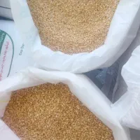 کندم حلیم وبلغور گندم  همدان