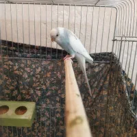 مرغ عشق|پرنده|بیجار, |دیوار