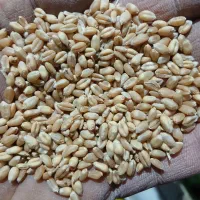 گندم پیشگام بذری