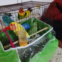 طوطی نیازی نیست تعریف کنم