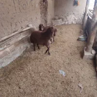 ی جفت بره نر و ماده هترو