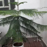 کاج طبیعی (کاج منطبق)|گل و گیاه طبیعی|خرمآباد, |دیوار