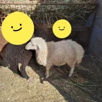 بره ماده|حیوانات مزرعه|یزد, |دیوار