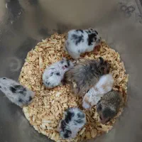 همستر|موش و خرگوش|اهواز, سپیدار|دیوار