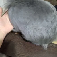 حیوانات خانگی|موش و خرگوش|مبارکه, |دیوار