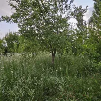 800مترزمین در اندرخ