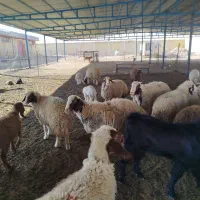 گوسفند|حیوانات مزرعه|کرمانشاه, |دیوار