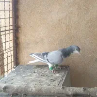 نر اصفهانی یشق