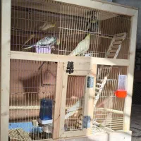 عروس هلندی وقفس چوبی