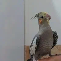 عروس هلندی کاملا دستی