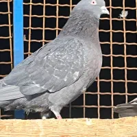 6عدد کفتر کفتر بازی|پرنده|ری, علایین|دیوار