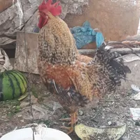 خروس