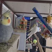 عروس هلندی|پرنده|صالح آباد, |دیوار