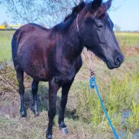 مادیان مشکی آبستن 5سال