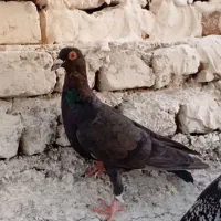 دوتا کفتر یکی صید