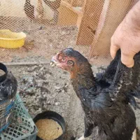 مرغ لاری اصیل جوان/کرچ وتخم گذار