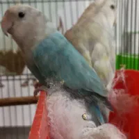 برزیلی جفت|پرنده|ارومیه, |دیوار