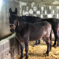 قاطر|حیوانات مزرعه|تنکابن, |دیوار