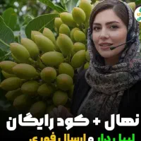 فروش نهال زرشک انگورزیتون پسته گردوبادام سنجدصنوبر
