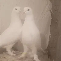 کبوتر جفت قره گوز هم یولگلن و قاچان