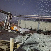 فروش کبوتر|پرنده|جهرم, |دیوار