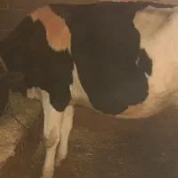 فروشی|حیوانات مزرعه|کوهرنگ, |دیوار