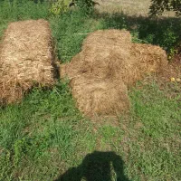 یونجه وعلف