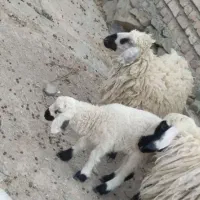 بره نر گلدم ،میش بره شیری گلدم،بز سانن ویک عدد چبش