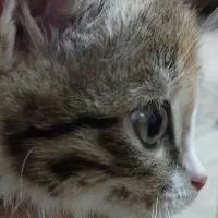 واگزاری گربه