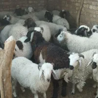 بره پلوار شده