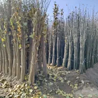 فروش نهال صنوبر و کبوده در سایز های مختلف