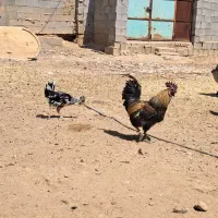 خروس لاکندزی|حیوانات مزرعه|شیراز, نصر|دیوار