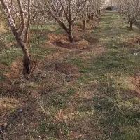 ۱۰۰۰ متر باغ بادوم فرانسوی قازنداقی|فروش دفتر صنعتی، کشاورزی، تجاری|تاکستان, |دیوار