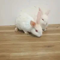 یه جفت خرگوش سفید نر و ماده اهلی خونگی