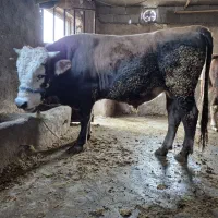 گوساله نر پرواری|حیوانات مزرعه|دره شهر, |دیوار