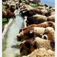 گوشت بره و بی ارگانیک