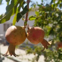 انجام نظافت و امور شخصی