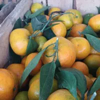 نارنگی انشو تازه چین برگی و کیوی مربایی|حراج|کلاچای, |دیوار