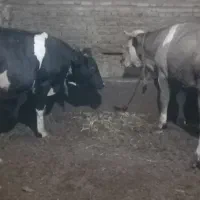 گوساله هر دو نر