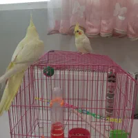 عروس هلندی (لوتینو )|پرنده|قم, بنیاد|دیوار